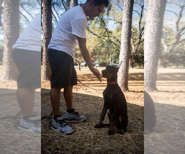 Medium Photo #60 Doberman Pinscher Puppy For Sale in FORT LAUDERDALE, FL, USA