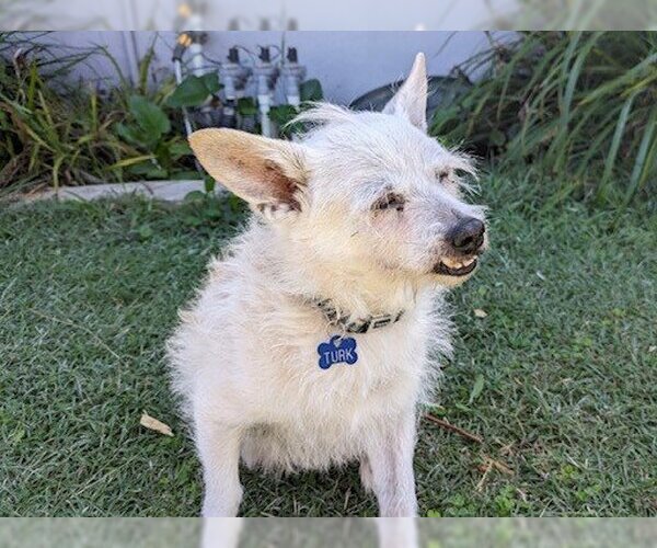 Medium Photo #2 Mutt Puppy For Sale in  Ramona, CA, USA