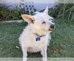 Small #1 Mutt