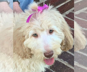 Labradoodle Puppy for Sale in FORT COBB, Oklahoma USA