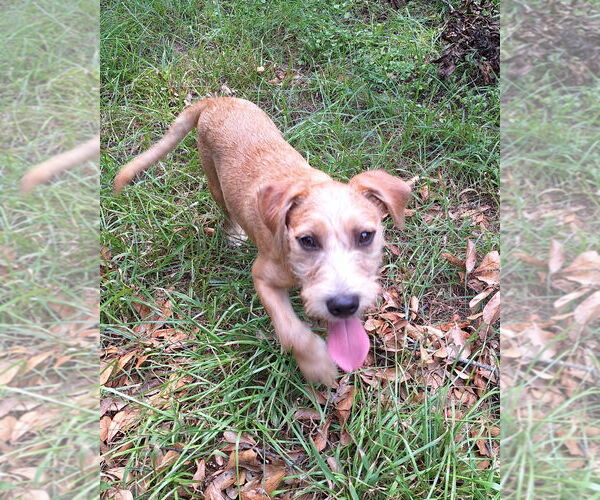 Medium Photo #1 Irish Terrier-Unknown Mix Puppy For Sale in Missouri City, TX, USA