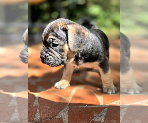Medium Photo #2 American French Bull Terrier Puppy For Sale in Raleigh, NC, USA