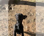 Small #2 Mutt