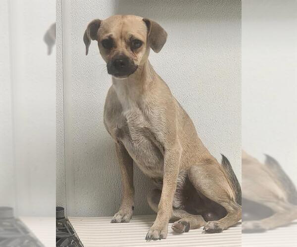 Medium Photo #1 Chug Puppy For Sale in Bakersfield, CA, USA