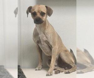 Chug Dogs for adoption in Bakersfield, CA, USA