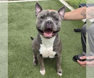 ACE - Male Mutt Dog for Adoption - Photo #3