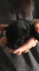 Scottish Terrier Puppy for sale in S BRUNSWICK, NC, USA