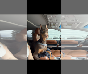 Doberman Pinscher Dogs for adoption in KALISPELL, MT, USA