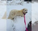 Small #2 Great Pyrenees
