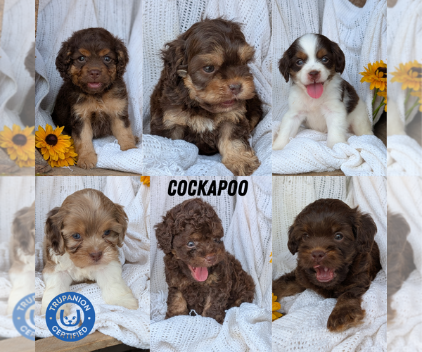Medium Photo #14 Cock-A-Poo Puppy For Sale in GOSHEN, IN, USA