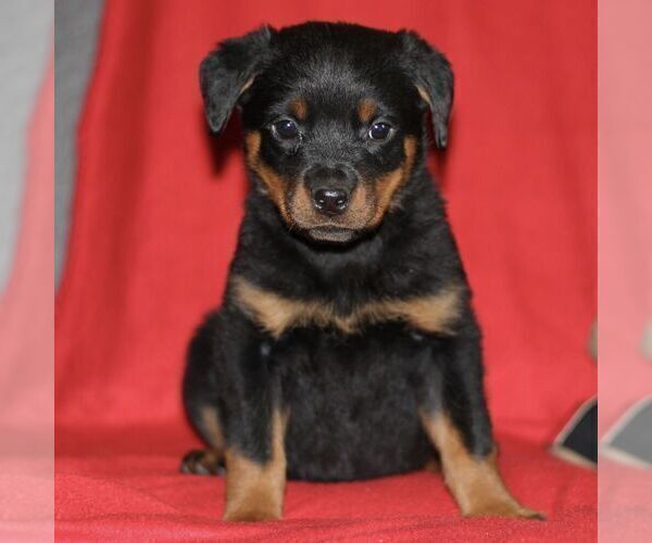 Medium Photo #3 Rottweiler Puppy For Sale in ATGLEN, PA, USA