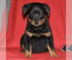 Small Photo #3 Rottweiler Puppy For Sale in ATGLEN, PA, USA