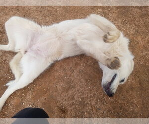 Pearl-ADOPTION PENDING - Female Great Pyrenees Dog for Adoption - Photo #3