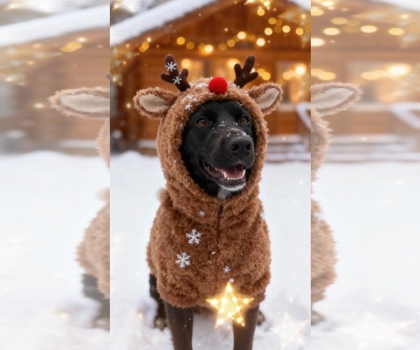 Medium Photo #1 Mutt Puppy For Sale in Westwood, NJ, USA