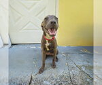 Small Photo #2 Labrador Retriever-Unknown Mix Puppy For Sale in Miami, FL, USA