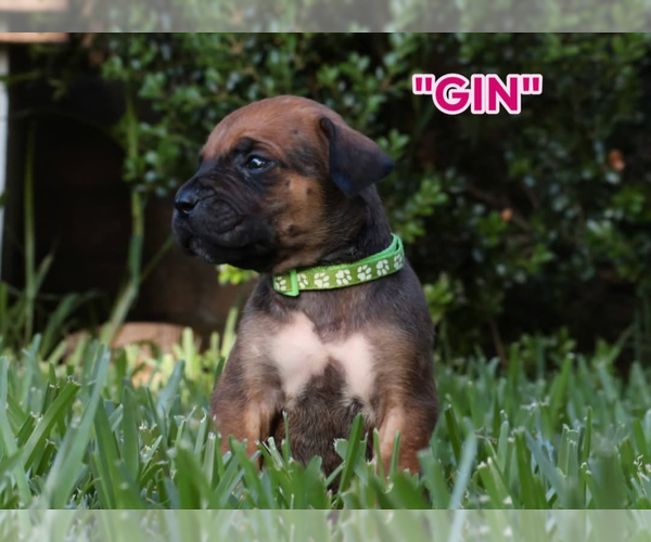 Medium Photo #7 America Bandogge Mastiff Puppy For Sale in DEER PARK, TX, USA