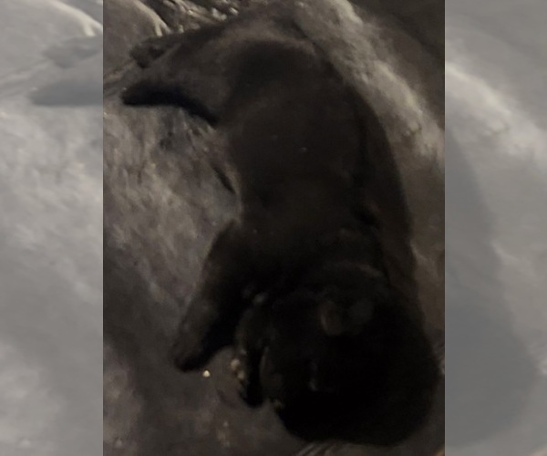 Medium Photo #1 German Shepherd Dog Puppy For Sale in MONTALBA, TX, USA