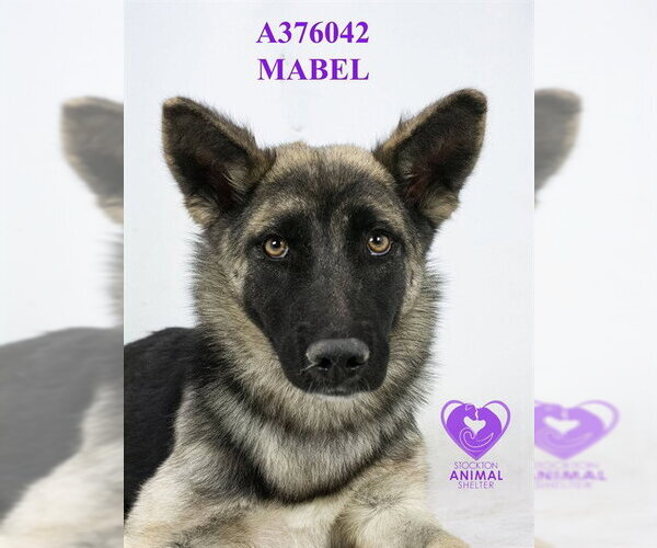 Medium Photo #2 German Shepherd Dog Puppy For Sale in Stockton, CA, USA