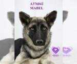 Small #1 German Shepherd Dog