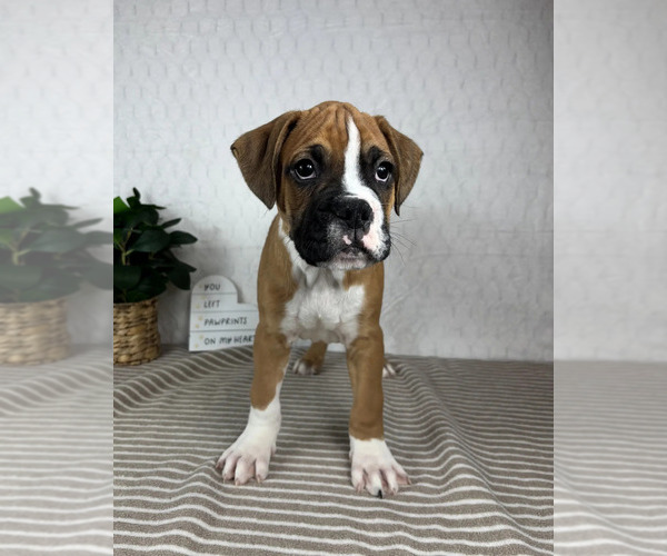 Medium Photo #2 Boxer Puppy For Sale in GREENFIELD, IN, USA