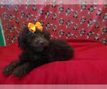 Small #4 F2 Aussiedoodle