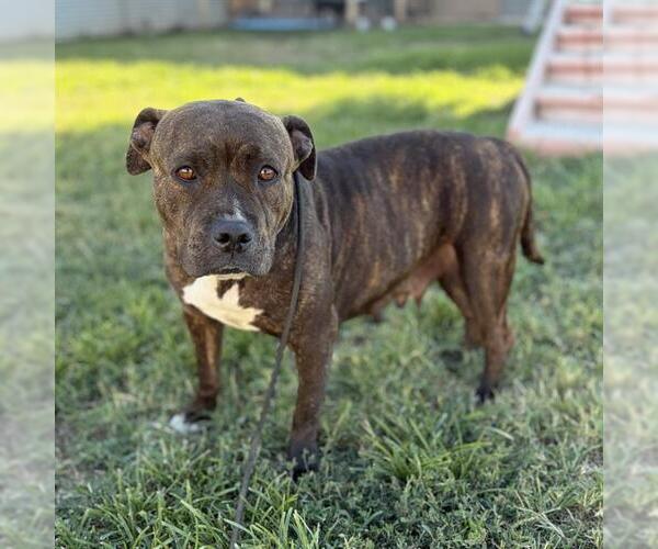 Medium Photo #1 Mutt Puppy For Sale in Modesto, CA, USA