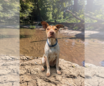 Small #3 Mutt