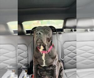 SASHA - Female American Pit Bull Terrier Dog for Adoption - Photo #2