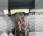 Small #1 American Pit Bull Terrier