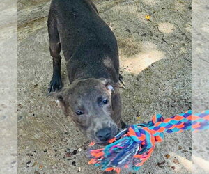 Labrador Retriever-Unknown Mix Dogs for adoption in Calgary, Alberta, Canada