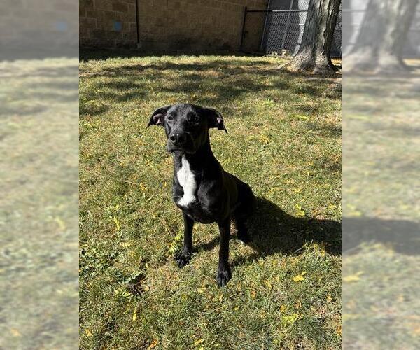 Medium Photo #1 Labrador Retriever-Unknown Mix Puppy For Sale in Aurora, IL, USA