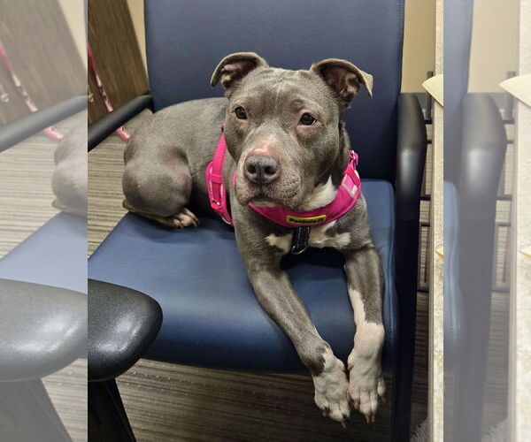 Medium Photo #2 Mutt Puppy For Sale in Mount Laurel, NJ, USA