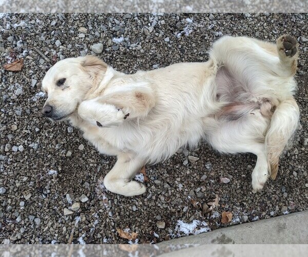 Medium Photo #2 English Cream Golden Retriever Puppy For Sale in WOOSTER, OH, USA
