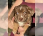 Small Photo #3 Australian Shepherd Puppy For Sale in VACAVILLE, CA, USA