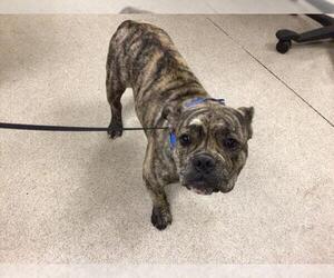 Mastiff Dogs for adoption in Riverside, CA, USA