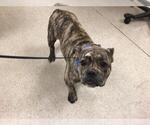 Small Mastiff