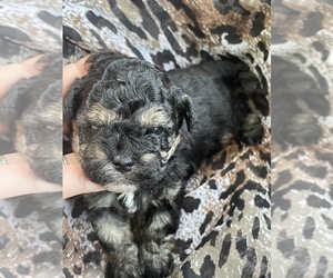 Shih-Poo-ShihPoo Mix Puppy for sale in SUMTER, SC, USA