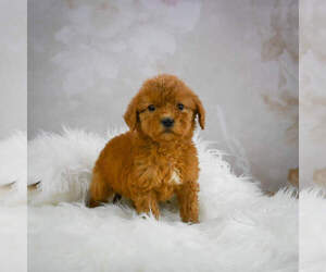 Goldendoodle (Miniature) Puppy for sale in ITASCA, TX, USA