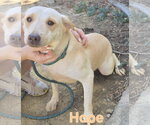 Small #4 Labrador Retriever Mix
