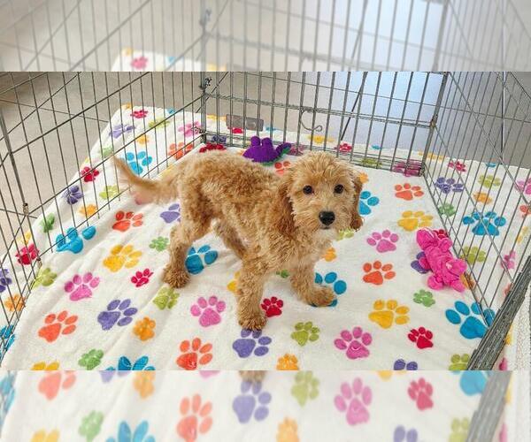 Medium Photo #9 Cavapoo mix (+ Poodle Miniature) Puppy For Sale in ORO VALLEY, AZ, USA