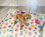 Frankie - Male Cavapoo mix (+ Poodle Miniature) Puppy for Sale - Photo #9
