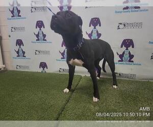 Medium American Pit Bull Terrier
