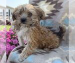 Small Photo #4 Morkie Puppy For Sale in WILLIAMSBURG, IN, USA