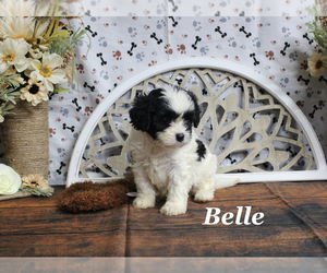 Cavapoo Puppy for sale in CHANUTE, KS, USA