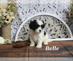 Small Cavapoo