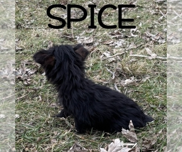 Medium Photo #4 YorkiePoo Puppy For Sale in HARTLAND, MN, USA