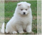Small Photo #12 Samoyed Puppy For Sale in BAXTER, TN, USA