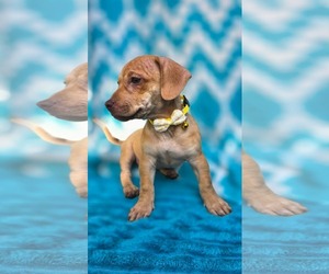 pinky- Pac Man litter - Female Chihuahua-Unknown Mix Dog for Adoption - Photo #6