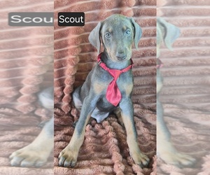 Doberman Pinscher Puppy for Sale in ALBANY, Ohio USA