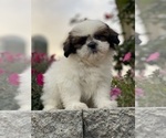 Small #11 Shih Tzu